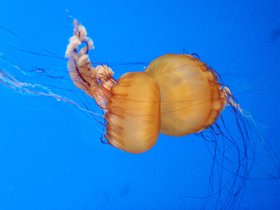 2011 Shaw Ocean Discovery Centre